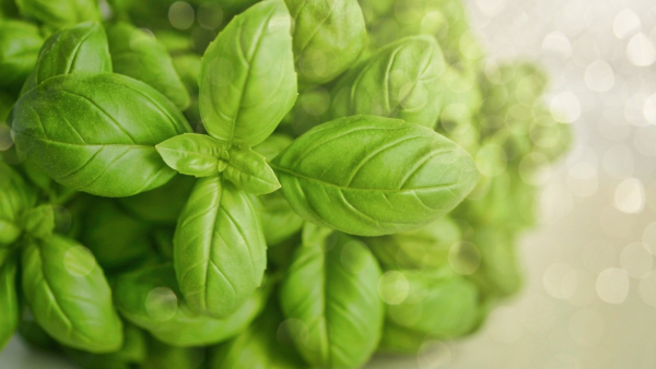 Basil Seeds Benefits Basil Seeds Benefits