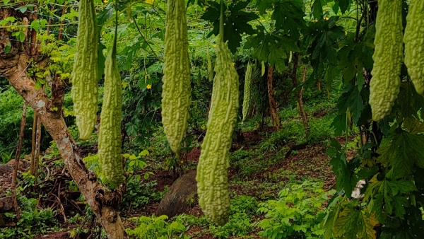 Benefits of Bitter Gourd