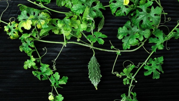Benefits of Bitter Gourd