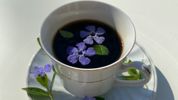Blue Tea Benefits Blue Tea Benefits