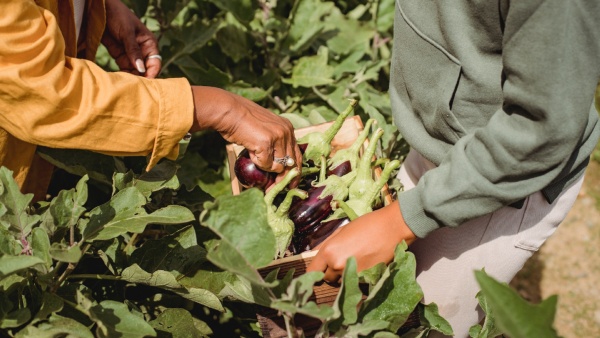 Benefits of Brinjal Benefits of Brinjal