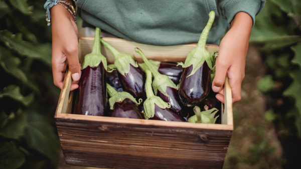 Benefits of Brinjal Benefits of Brinjal