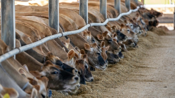 dairy farming Business