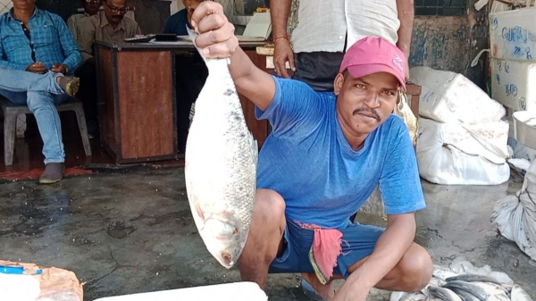 Hilsa Fish: Hilsa Fish: