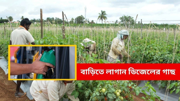 Jatropha Cultivation: Jatropha Cultivation: