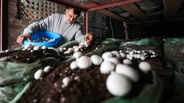 mushroom farming business
