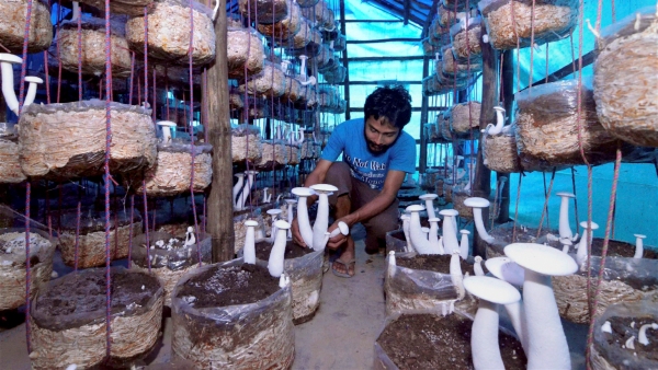 mushroom farming business