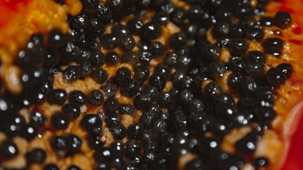 Papaya Seeds Benefits Papaya Seeds Benefits