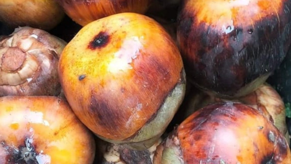 Ice apple Price, Ice apple Price,
