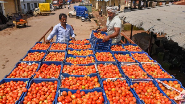 Tomato Sauce Business Idea