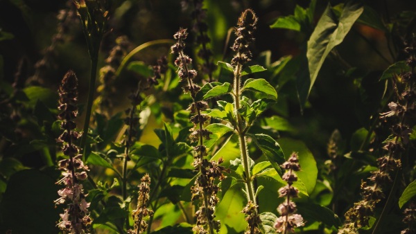 Tulsi Vastu Tips Tulsi Vastu Tips