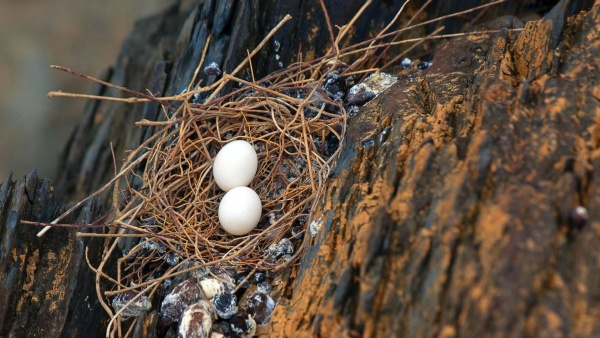 Birds Eggs Birds Eggs