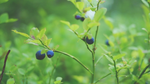 Top 3 Farming Business Ideas