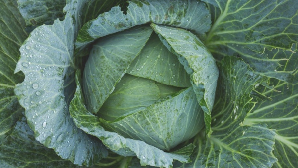Health Benefits of Cabbage