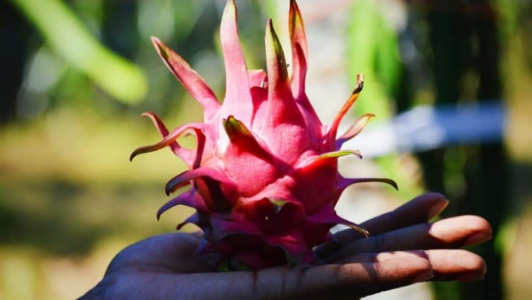 Dragon Fruit Farming