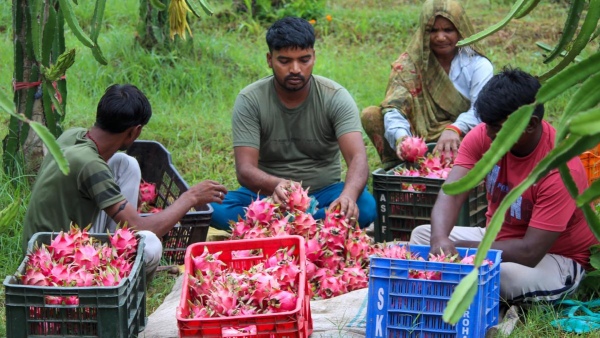 Dragon Fruit Farming