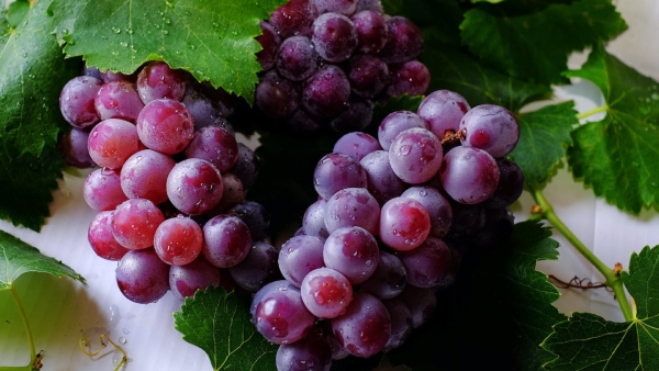 Winter Special Fruits