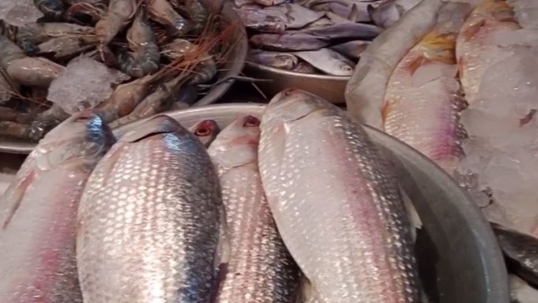 ইলিশ ইলিশ