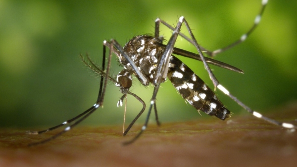 Dengue