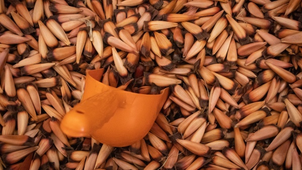 Pine Nuts Pine Nuts