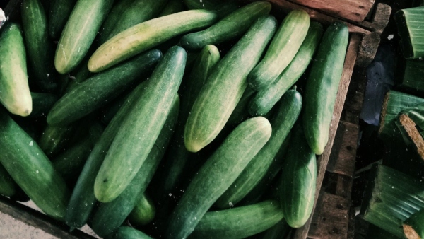 Cucumber Benefits