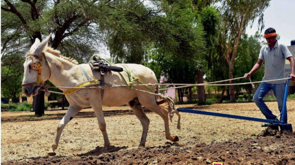 Dairy Farming: Donkey milk