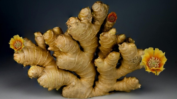Ginger Farming