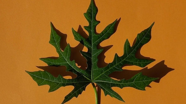 Benefits of Papaya Leaf Juice