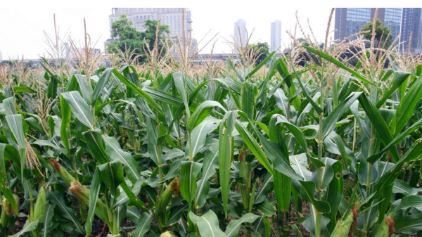 Business Idea: Afeem Farming business Business Idea: Afeem Farming business