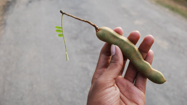 Benefits of Tamarind