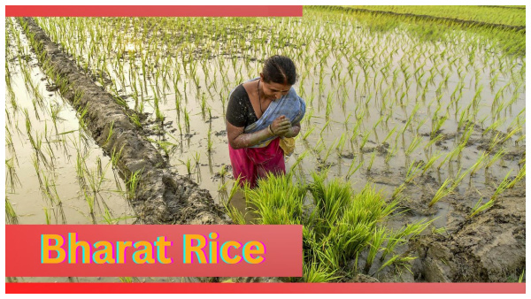 Bharat Rice