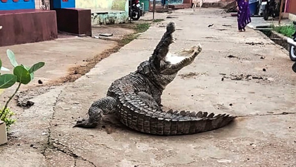 Cyclone Migzaum Cyclone Migzaum