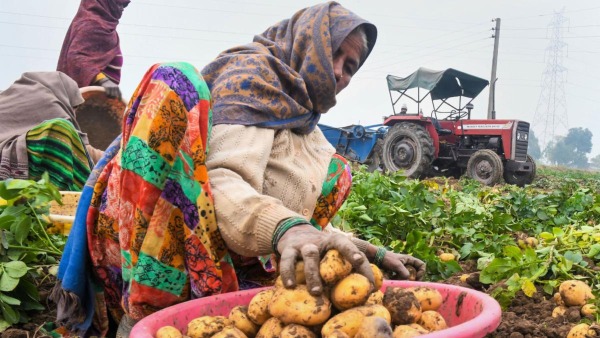 Potato Farmer Suicide