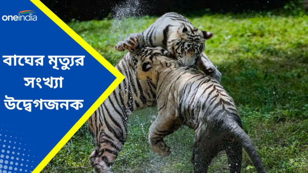 Year Ender 2023: ২০২৩ সালে সারা দেশে বাঘের মৃত্যুর সংখ্যা উদ্বেগজনক