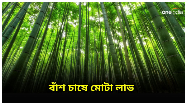 Bamboo Cultivation business Bamboo Cultivation business