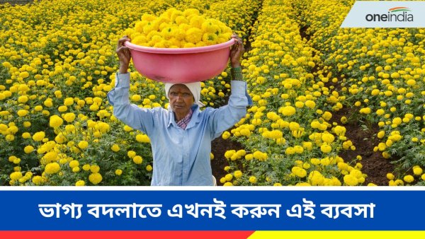 marigold cultivating Business marigold cultivating Business