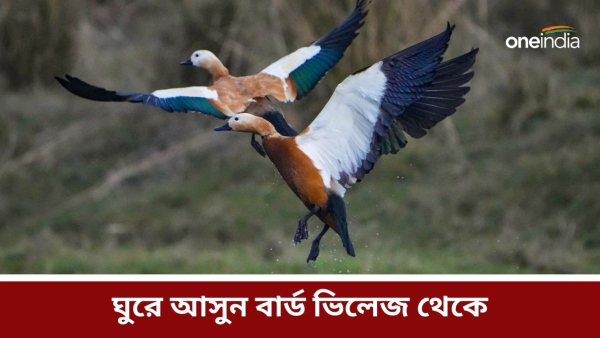 Bird village