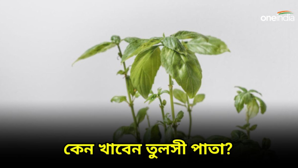Tulsi leave Tulsi leave