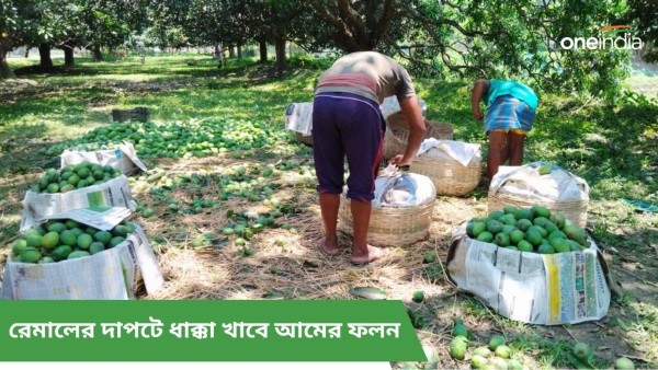 Mango production