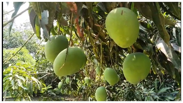 Malda Himsagar Mango Malda Himsagar Mango