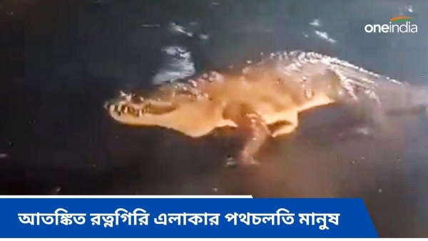 crocodile in maharashtra