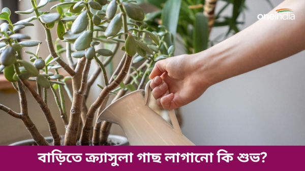 Jade plant