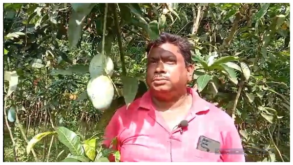 Mango lover Biman Mondal