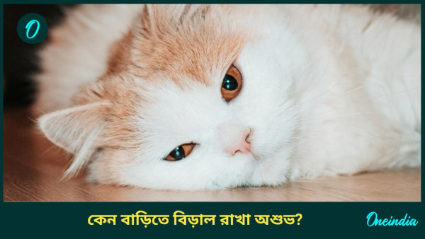 cat cat