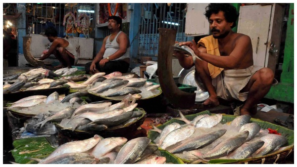 Hilsa Fish