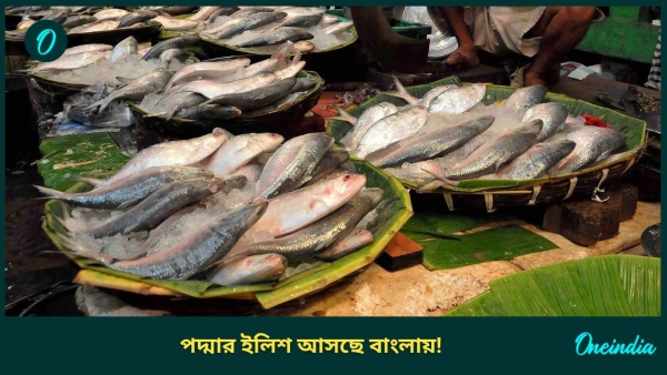 Hilsha Fish