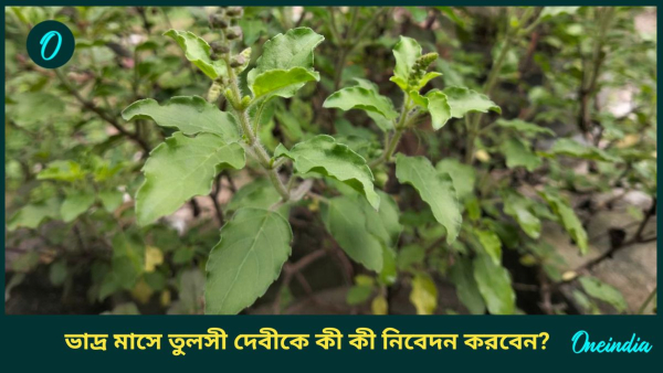 tulsi