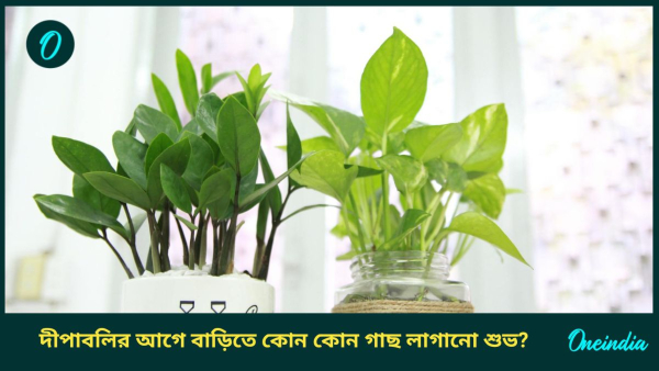 money plant