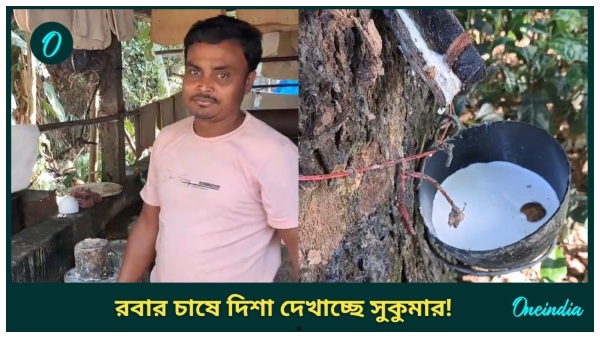 Rubber Farming In West Bengal