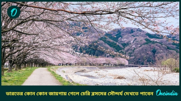 Cherry Blossom